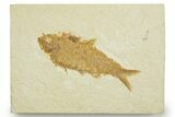 Detailed Fossil Fish (Knightia) - Wyoming #369416-1